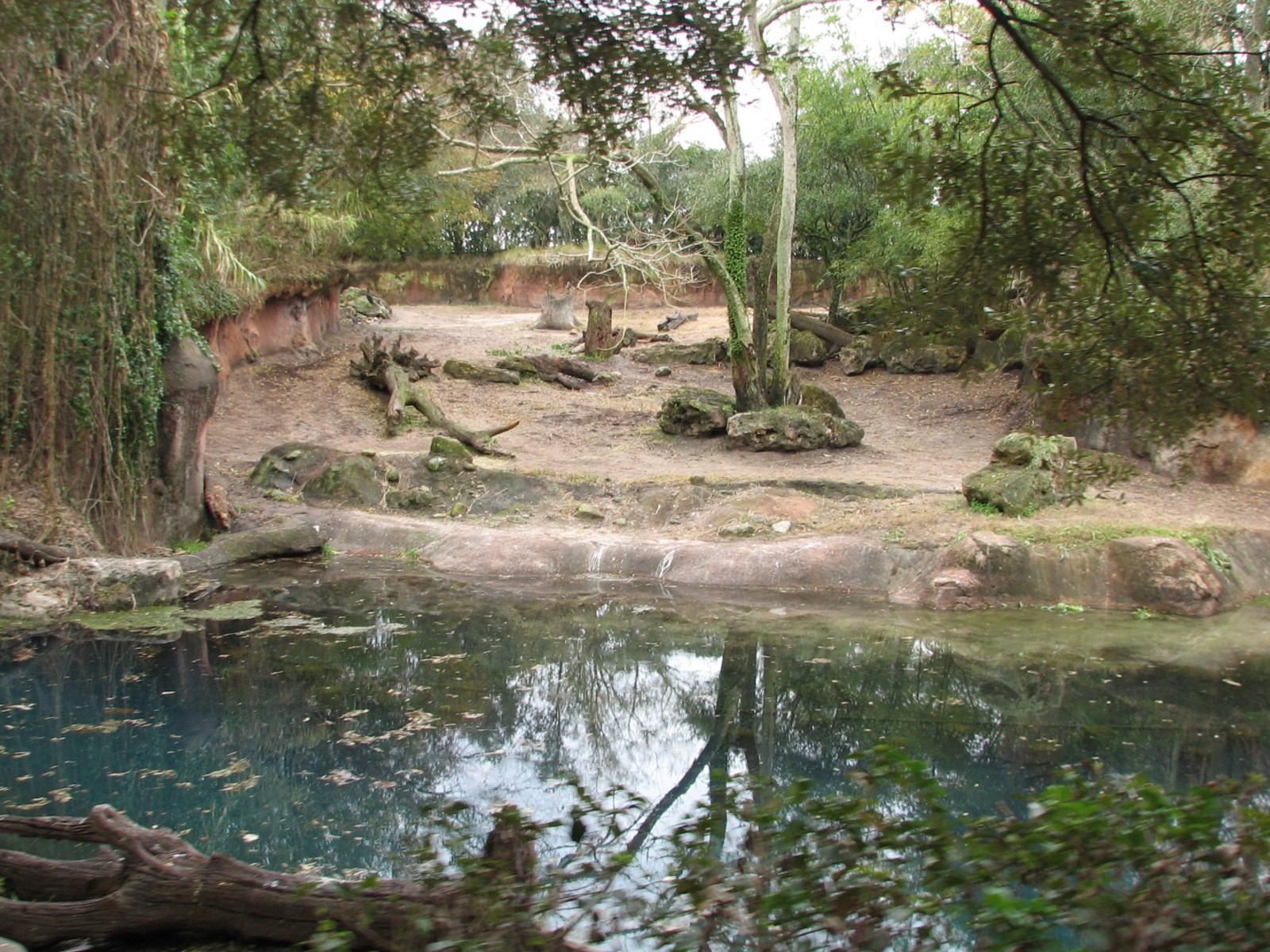 Kilimanjaro Safaris - Black Rhinoceros Exhibit