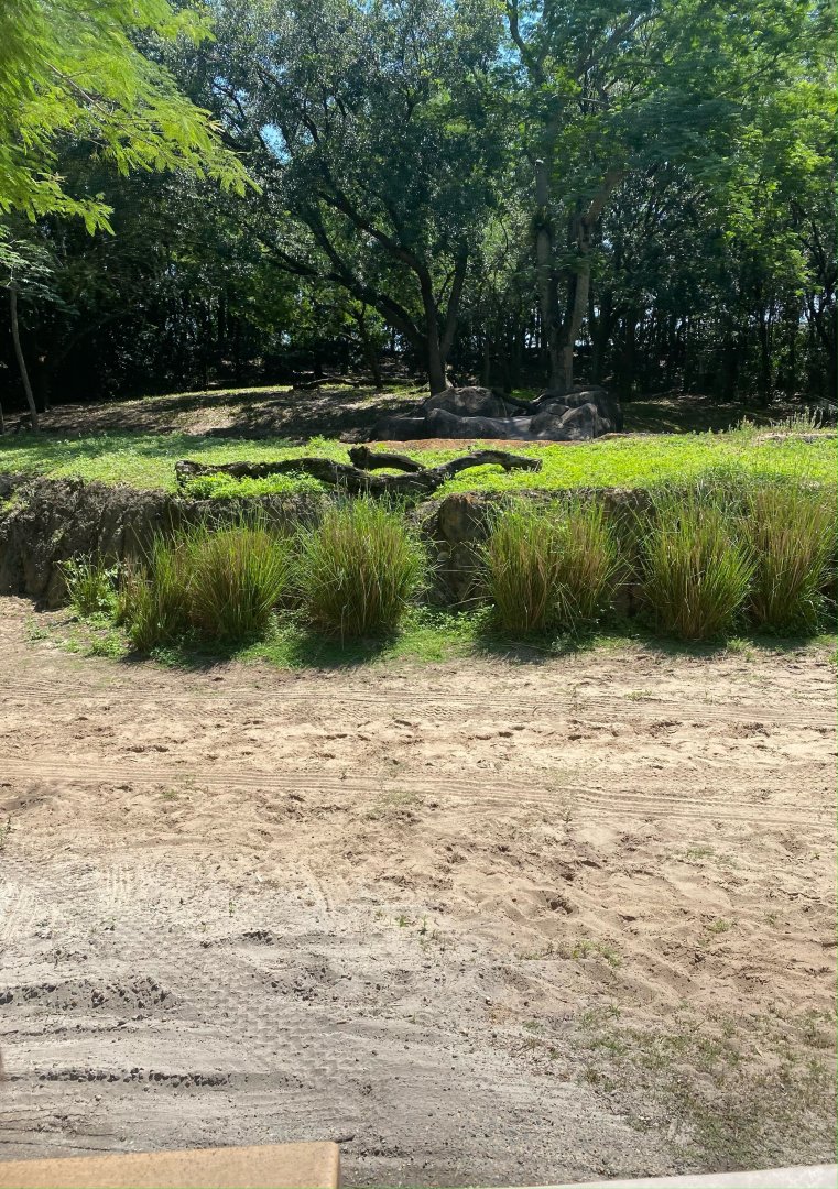 Kilimanjaro Safaris- Cheetah Exhibit