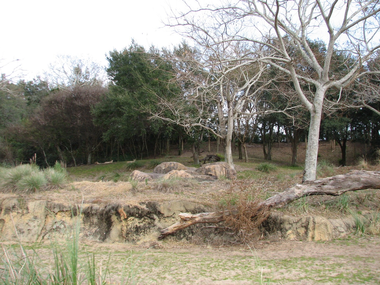 Kilimanjaro Safaris - Cheetah Exhibit