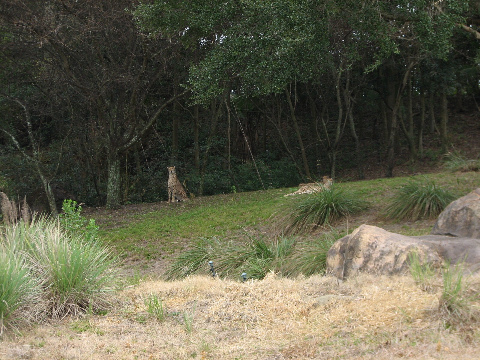 Kilimanjaro Safaris - Cheetah Exhibit