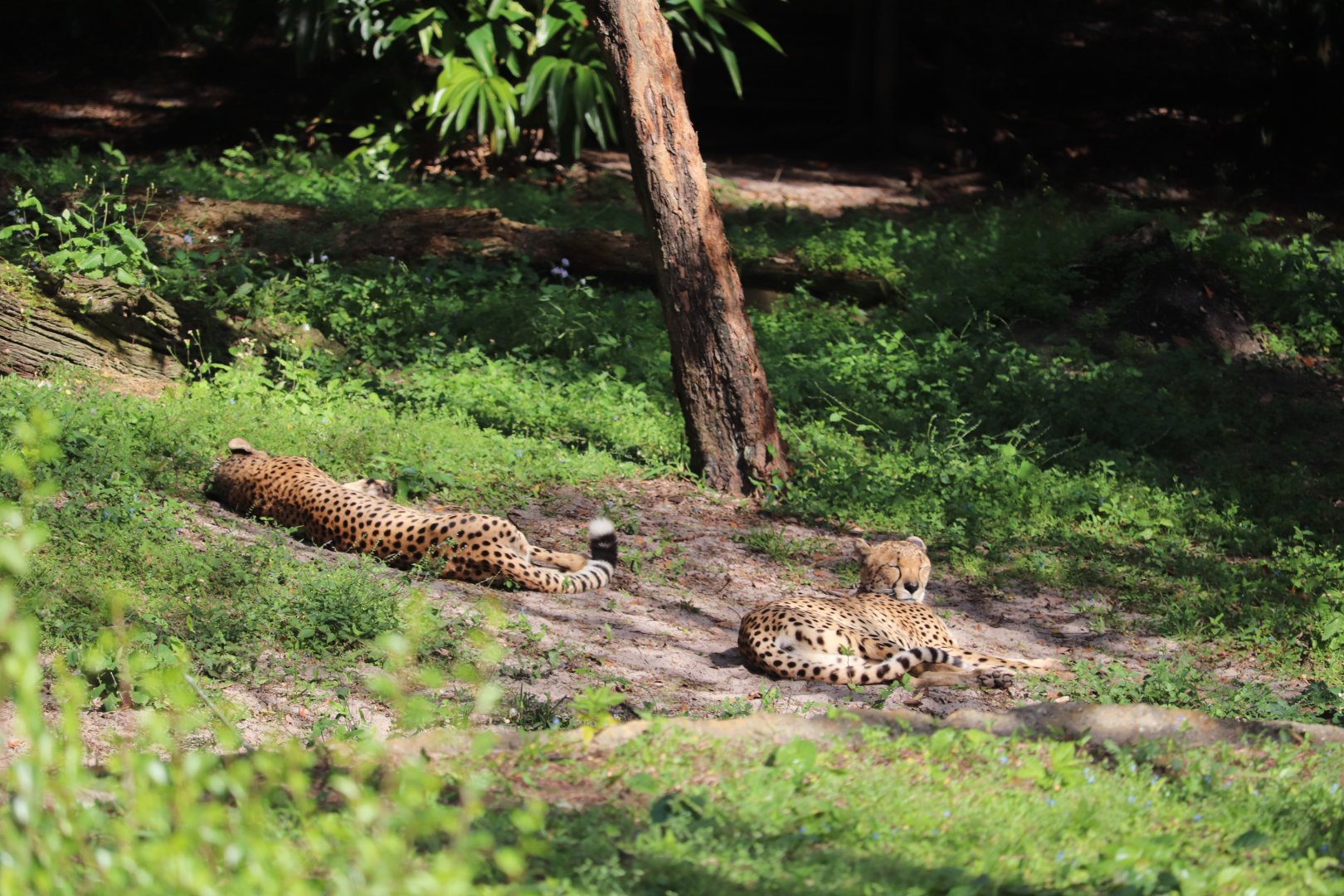 Kilimanjaro Safaris - Cheetah