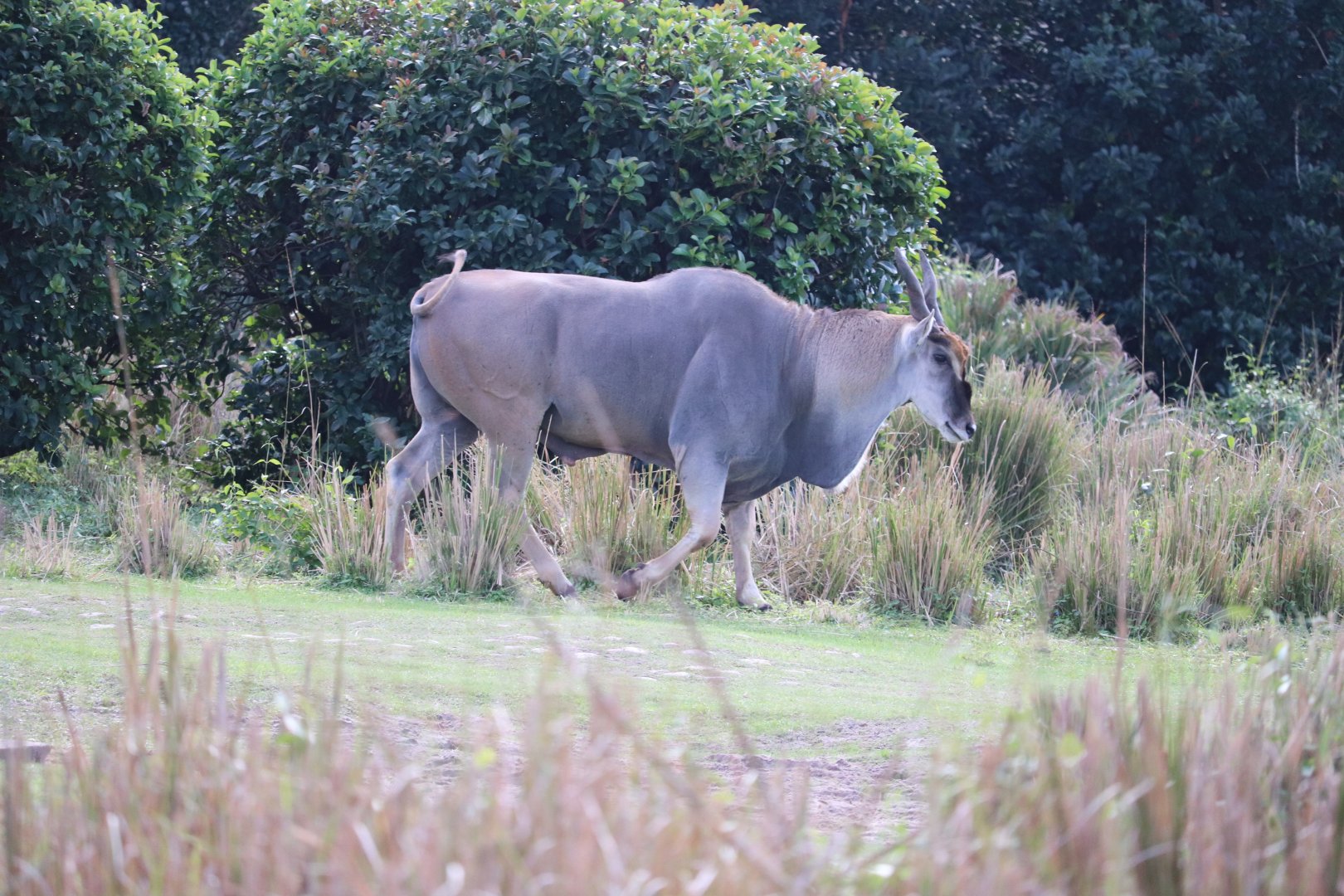 Kilimanjaro Safaris - Common Eland