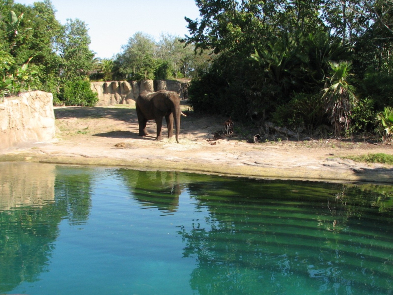 Kilimanjaro Safaris - First African Elephant Exhibit