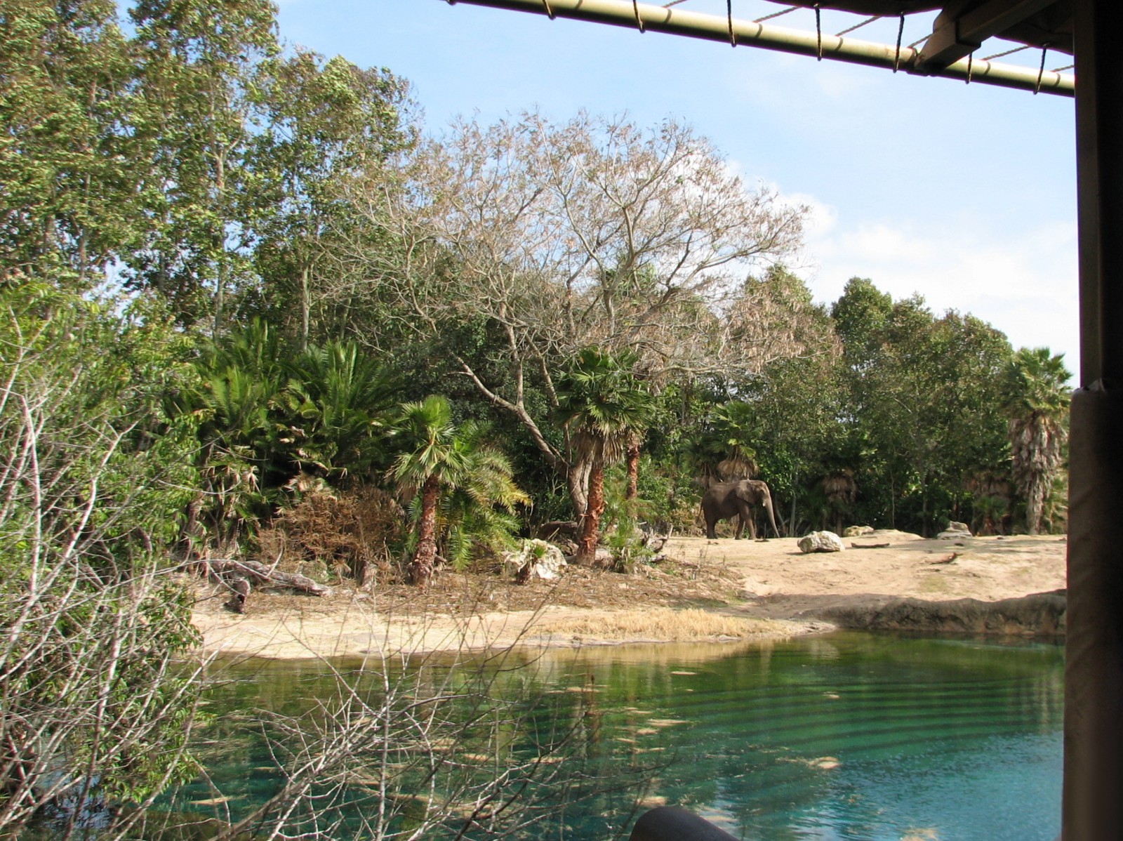 Kilimanjaro Safaris - First African Elephant Exhibit