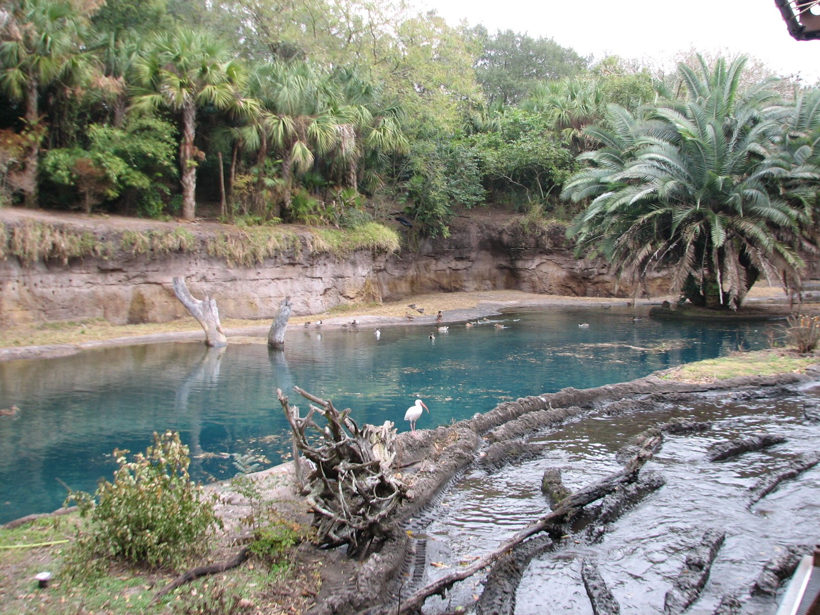Kilimanjaro Safaris - First Hippo Exhibit