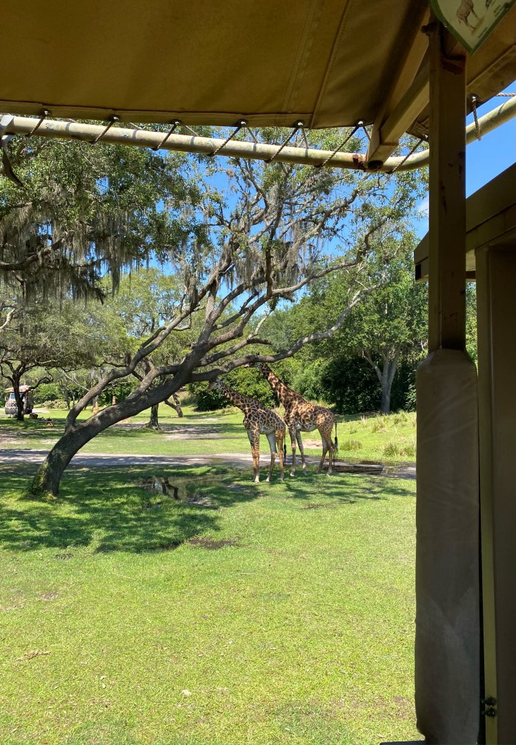 Kilimanjaro Safaris- Giraffes