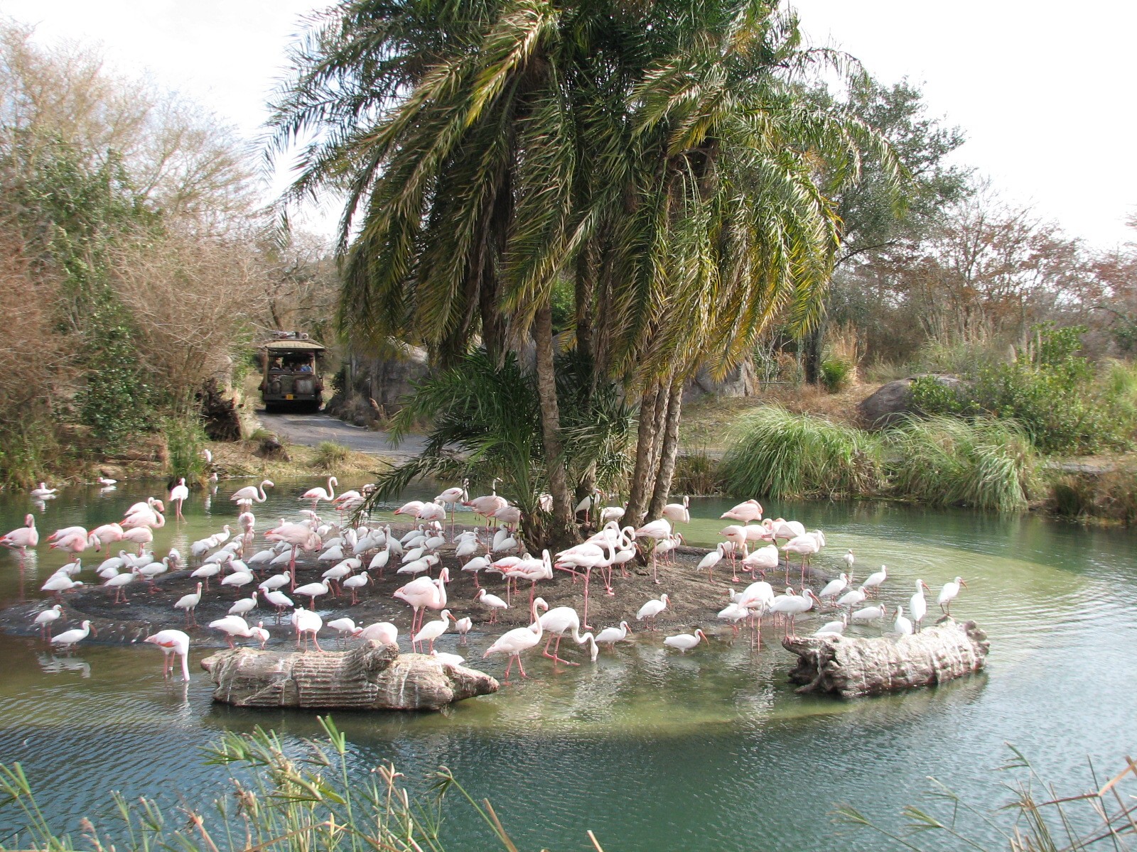 Kilimanjaro Safaris - Greater Flamingo Exhibit