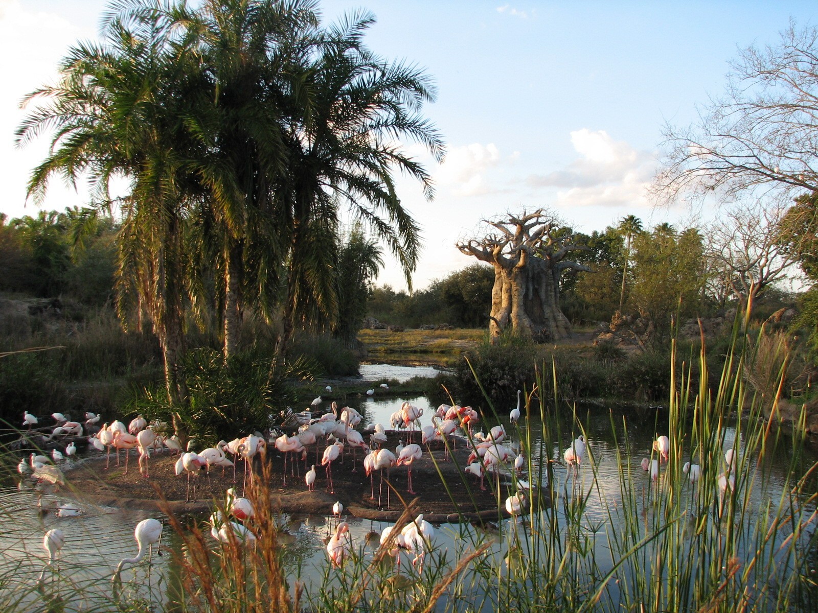 Kilimanjaro Safaris - Greater Flamingo Exhibit