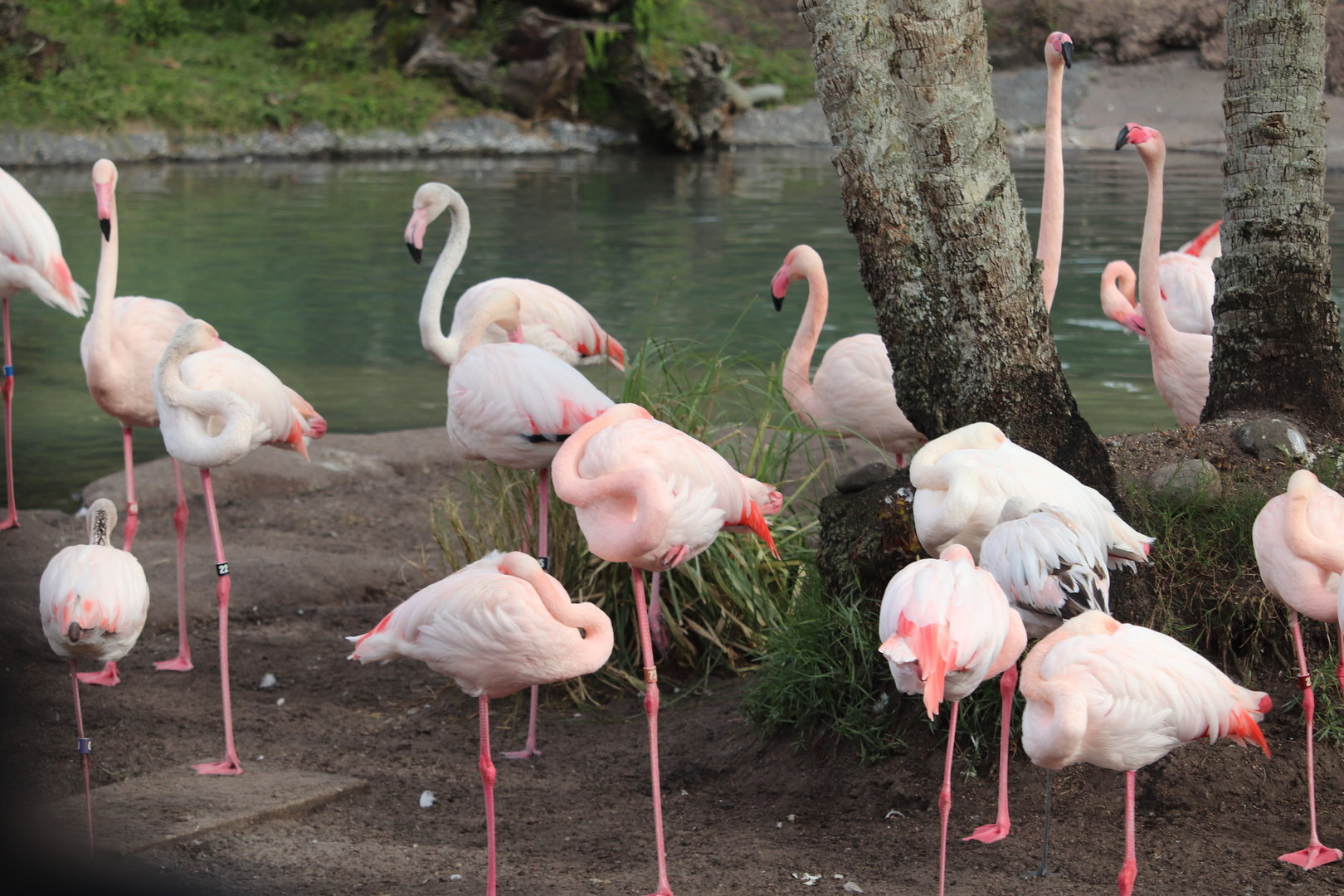 Kilimanjaro Safaris - Greater Flamingo