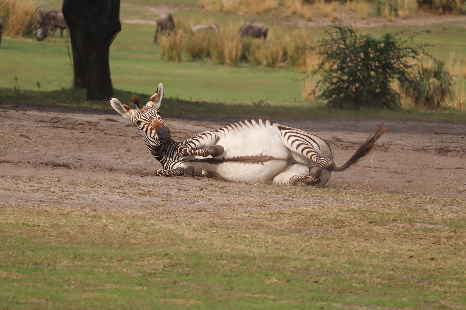 Kilimanjaro Safaris - Hartmann's Mountain Zebra