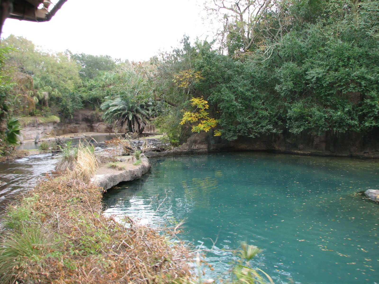Kilimanjaro Safaris - Hippo Exhibits On Each Side of Road