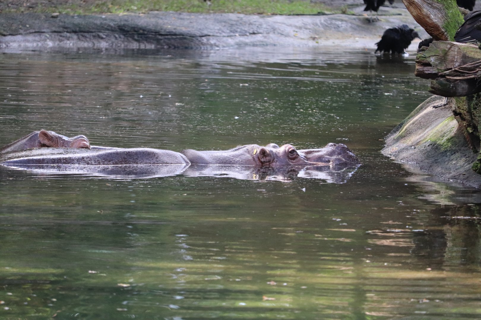 Kilimanjaro Safaris - Hippopotamus
