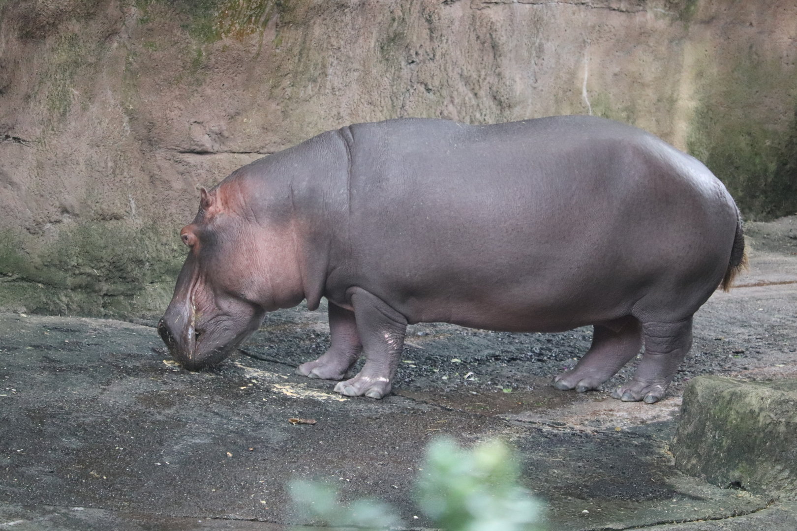 Kilimanjaro Safaris - Hippopotamus