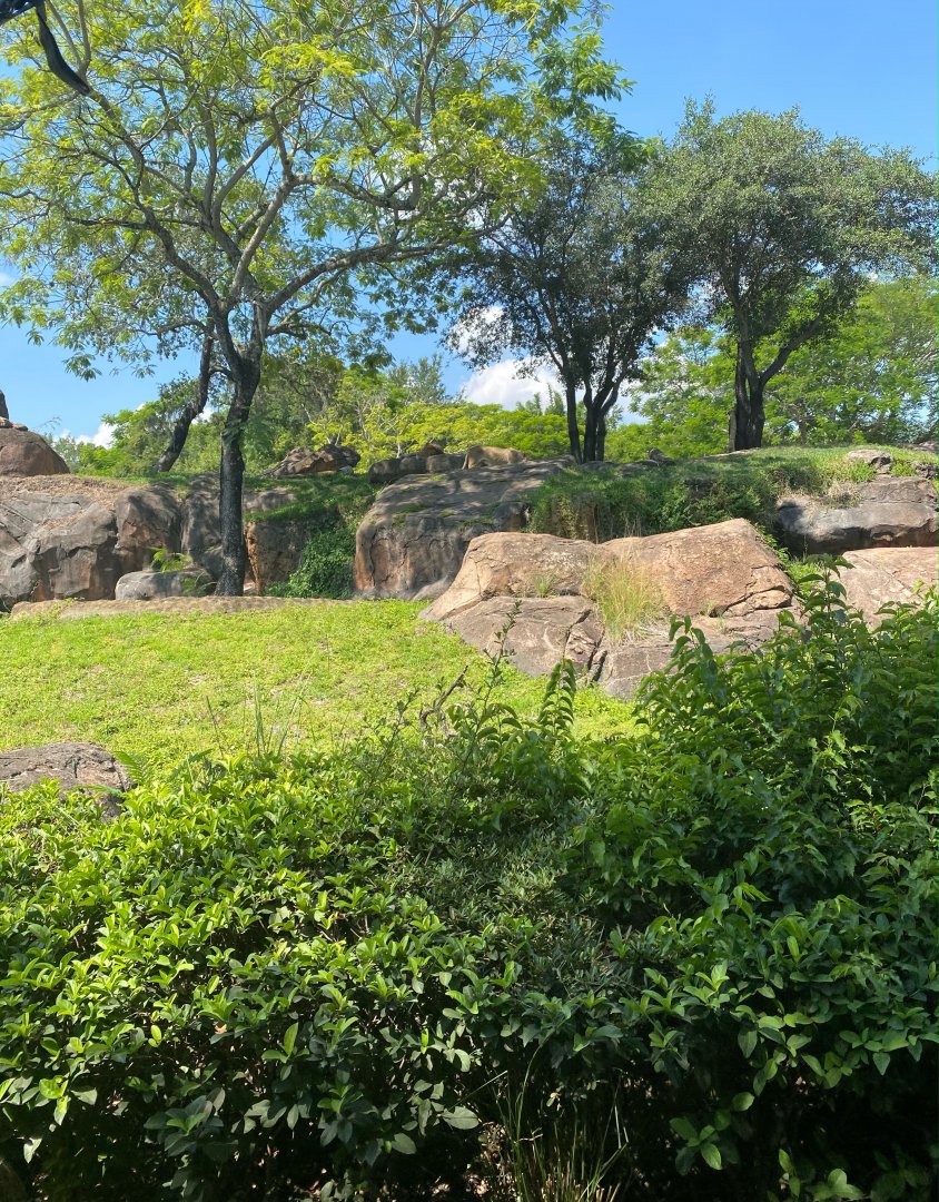 Kilimanjaro Safaris- Lion Exhibit
