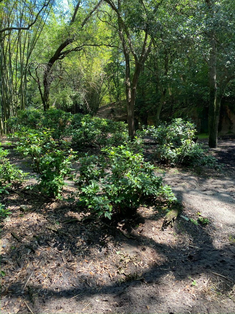 Kilimanjaro Safaris- Little Ituri Forest Exhibit