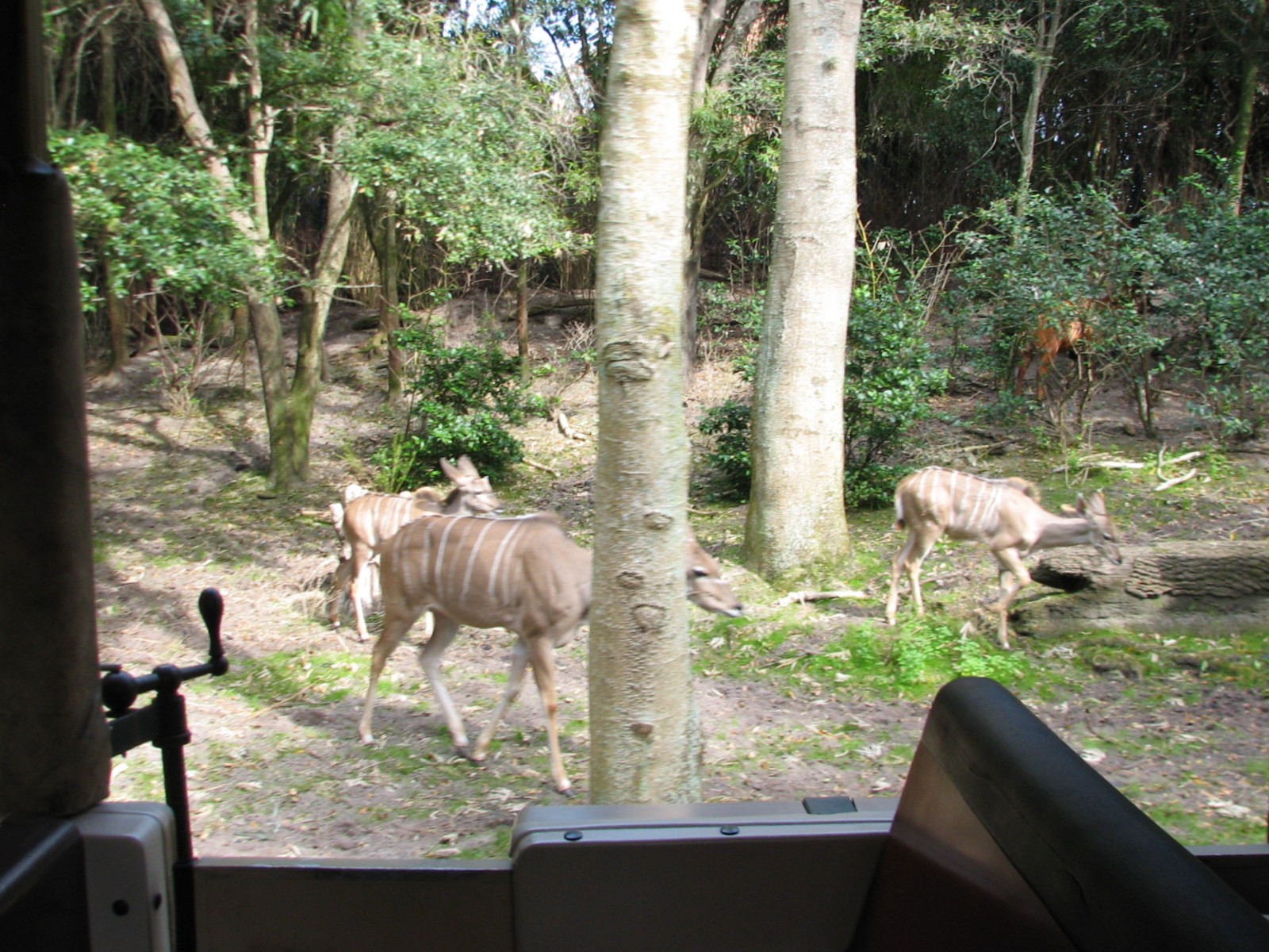 Kilimanjaro Safaris - Little Ituri Forest Exhibit