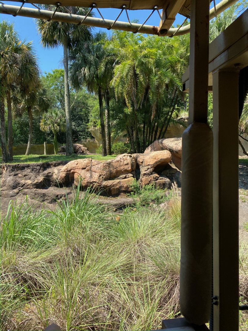 Kilimanjaro Safaris- Mandrill Exhibit
