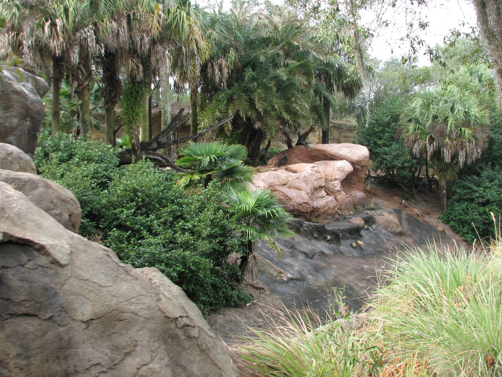 Kilimanjaro Safaris - Mandrill Exhibit