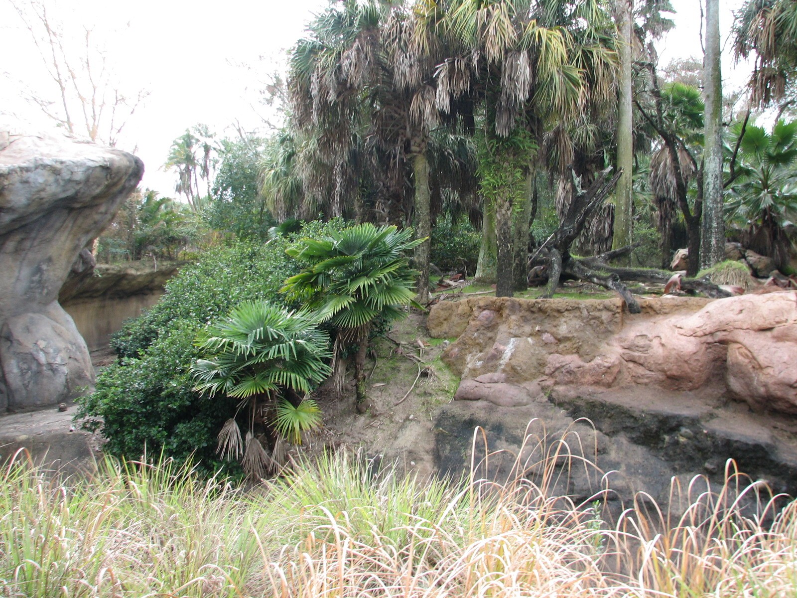 Kilimanjaro Safaris - Mandrill Exhibit