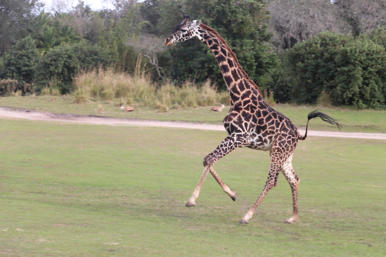 Kilimanjaro Safaris - Masai Giraffe