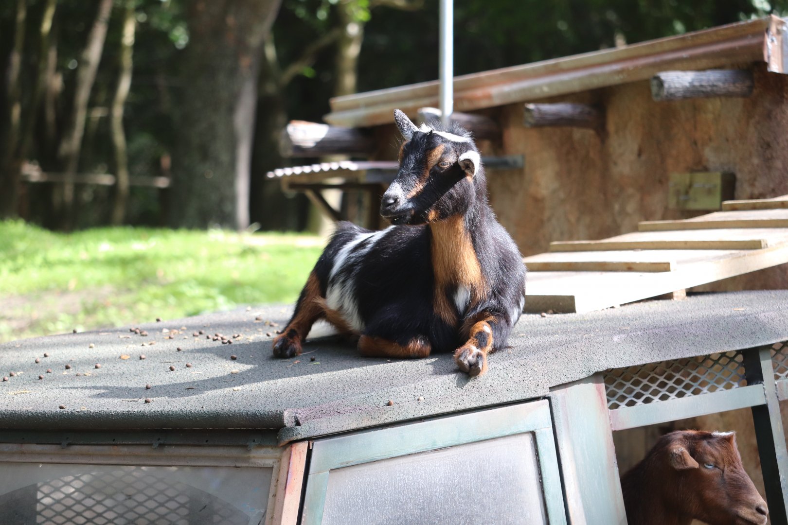 Kilimanjaro Safaris - Nigerian Dwarf Goat