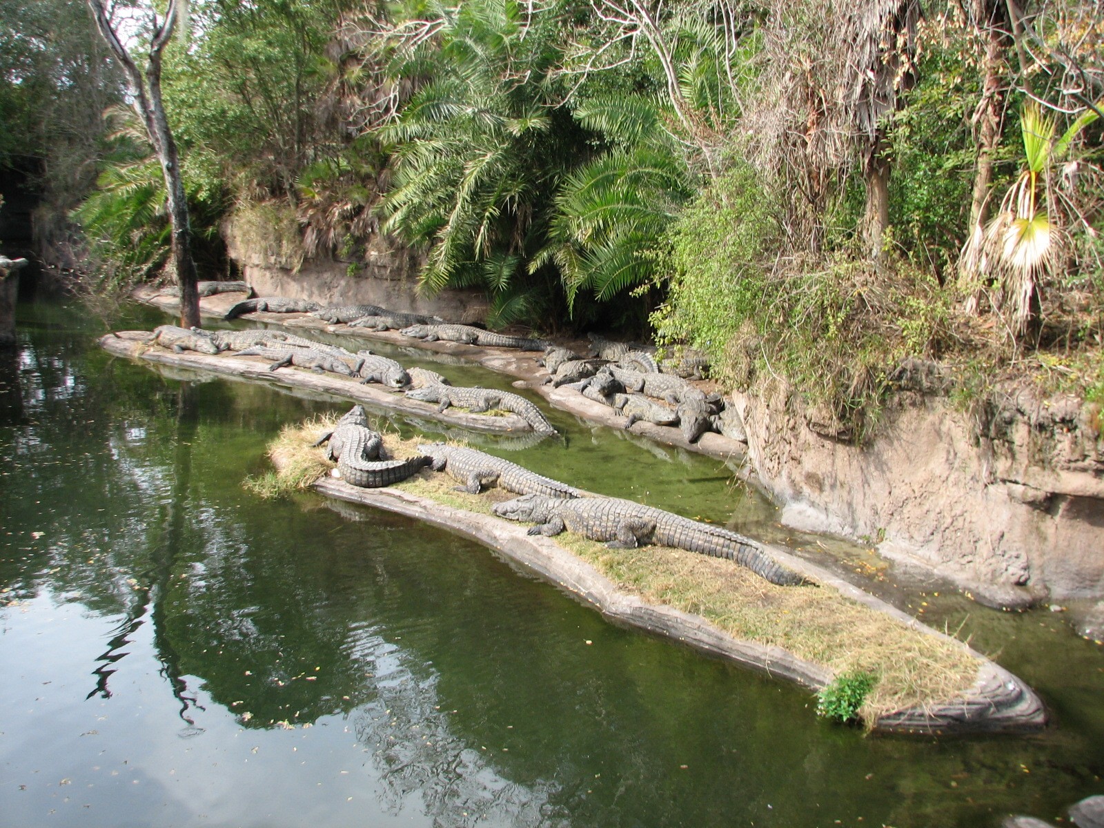 Kilimanjaro Safaris - Nile Crocodile Exhibit