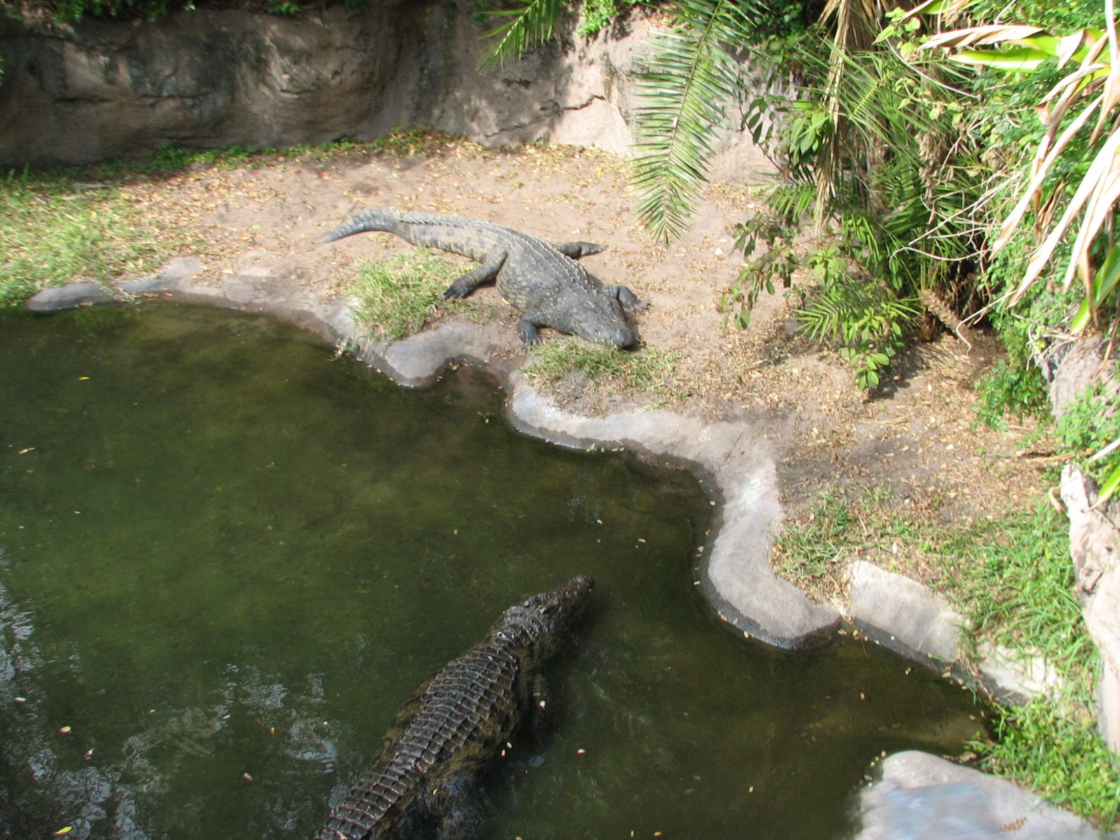 Kilimanjaro Safaris - Nile Crocodile Exhibit
