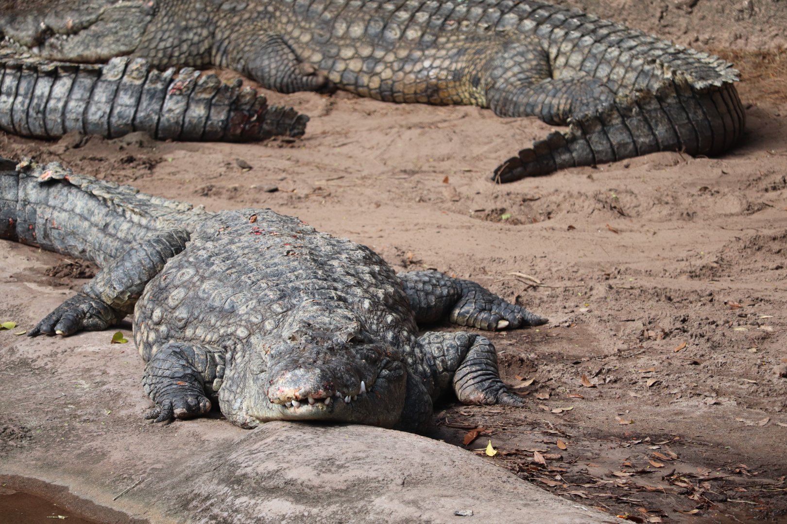 Kilimanjaro Safaris - Nile Crocodile