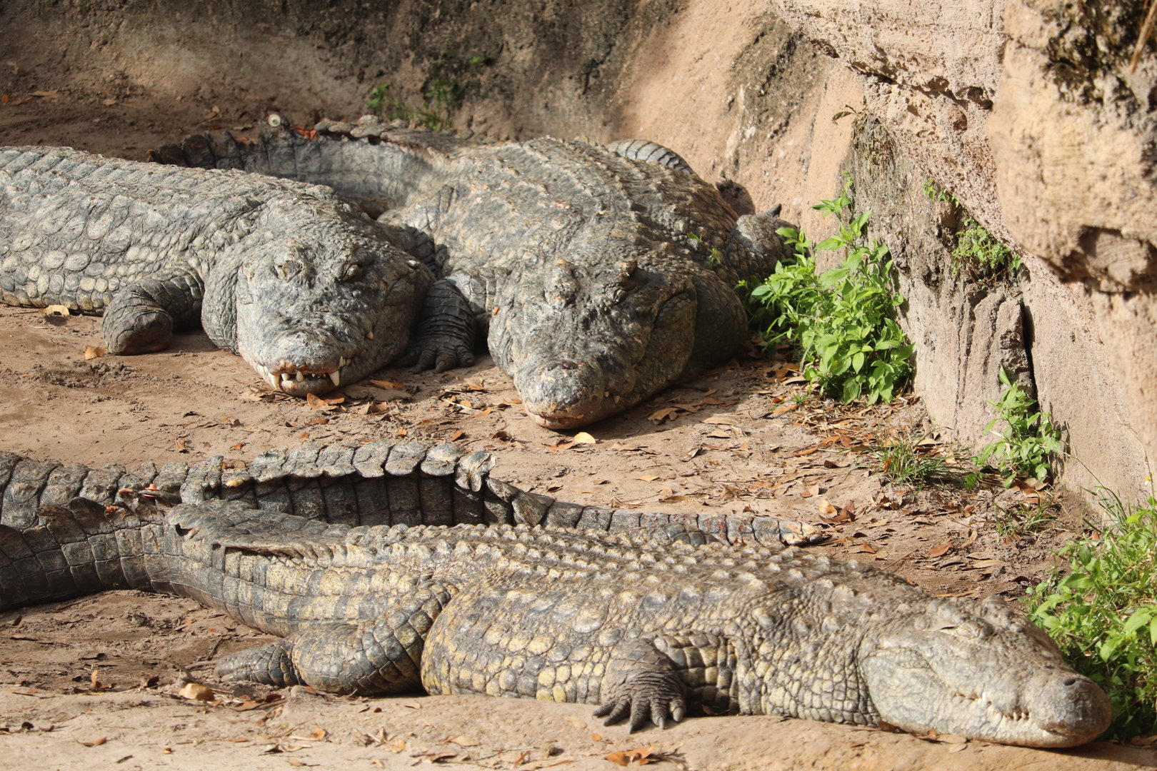 Kilimanjaro Safaris - Nile Crocodile