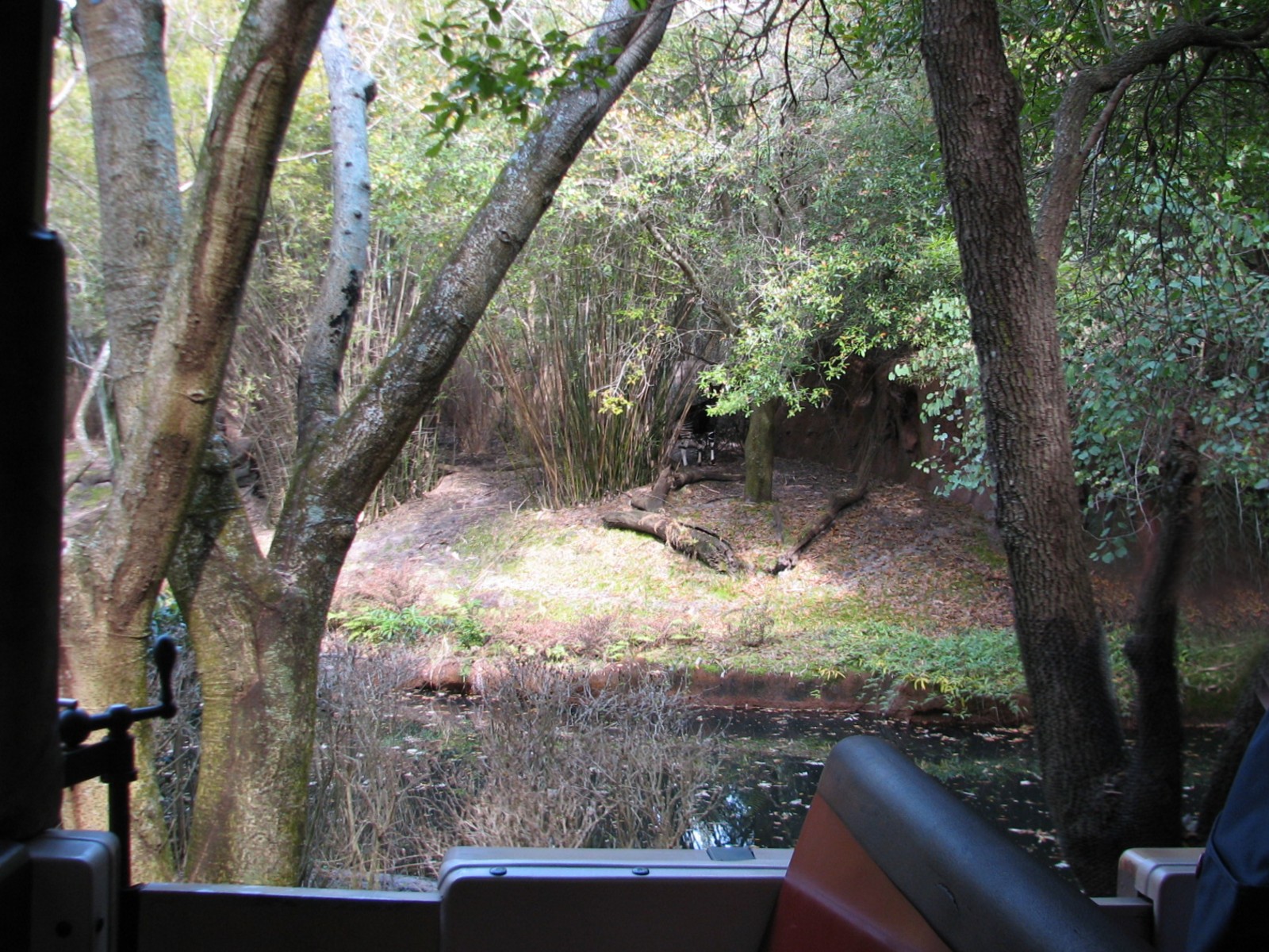 Kilimanjaro Safaris - Okapi Exhibit