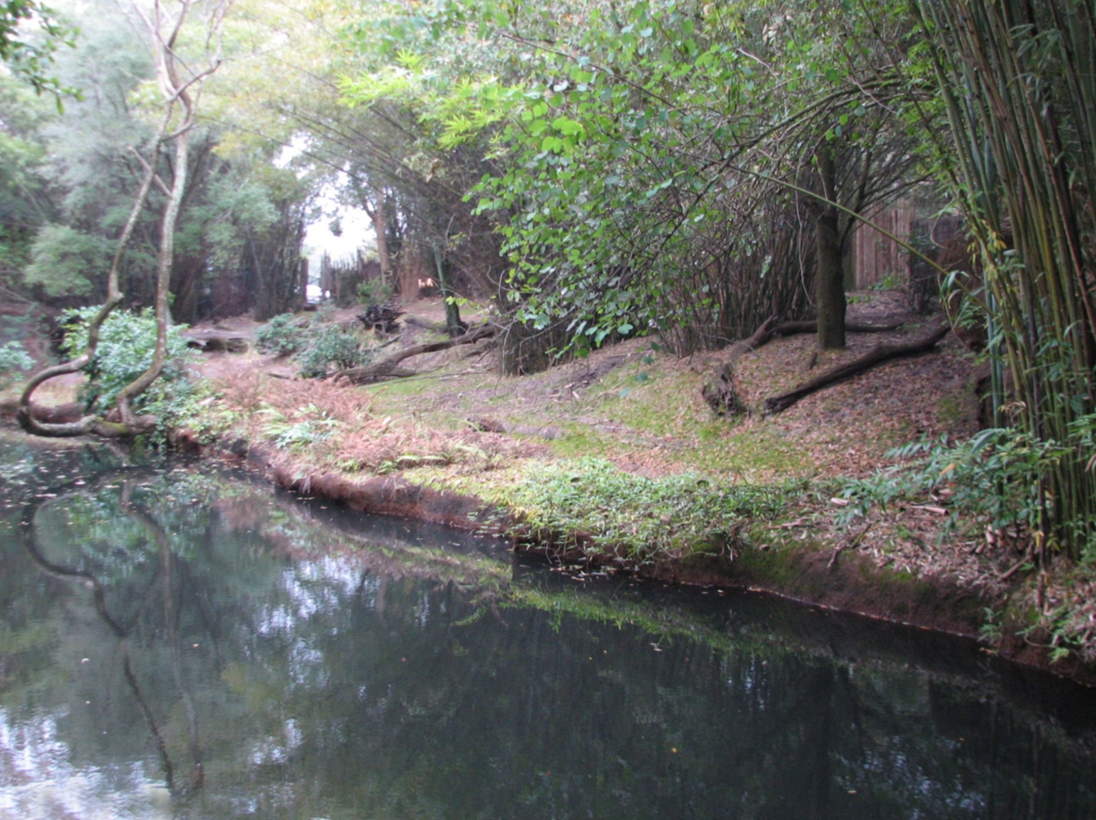 Kilimanjaro Safaris - Okapi Exhibit