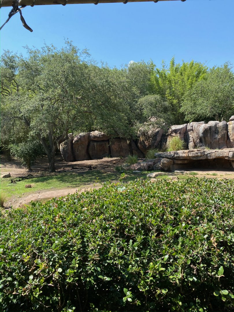 Kilimanjaro Safaris- Painted Dog Exhibit