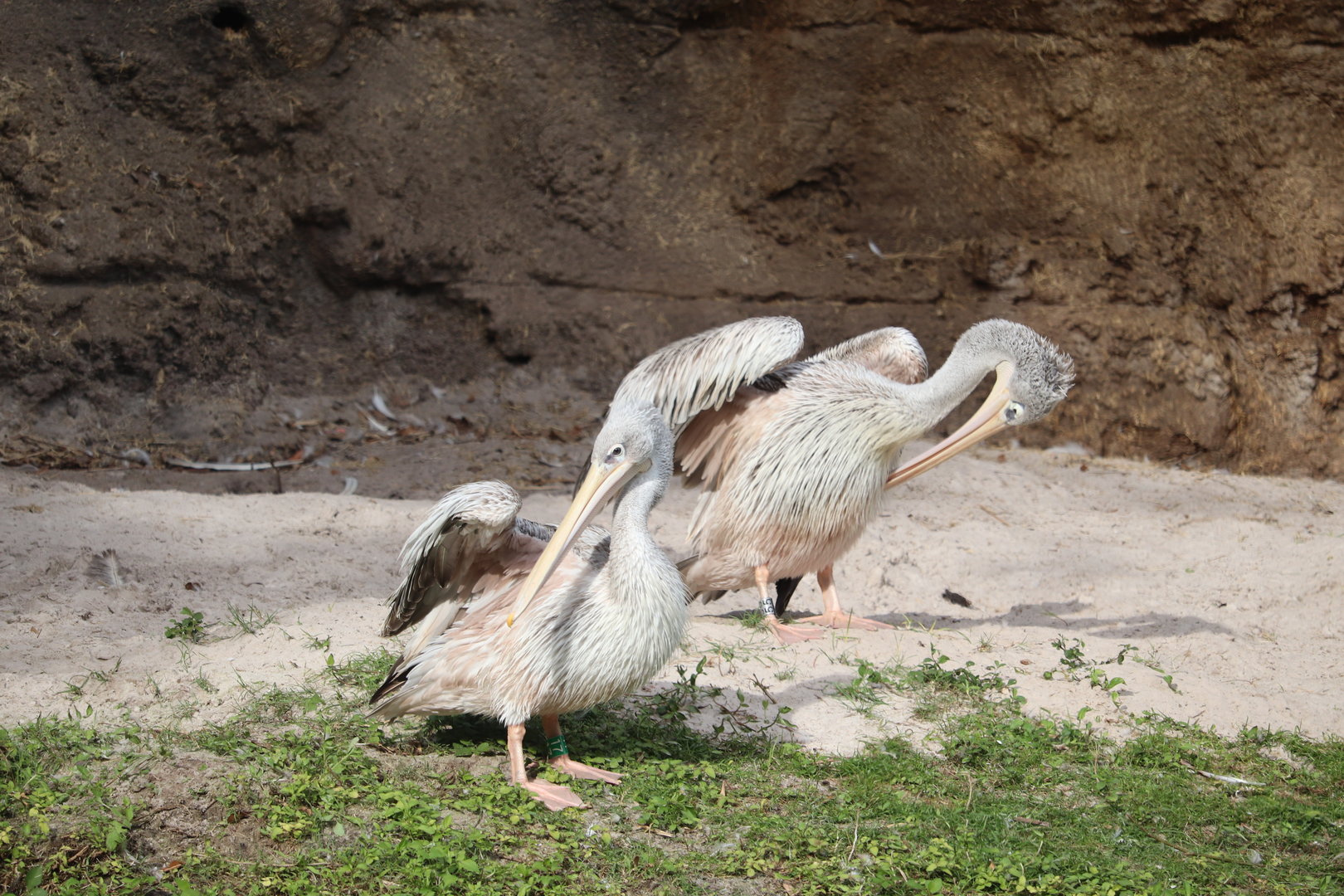 Kilimanjaro Safaris - Pink-Backed Pelican