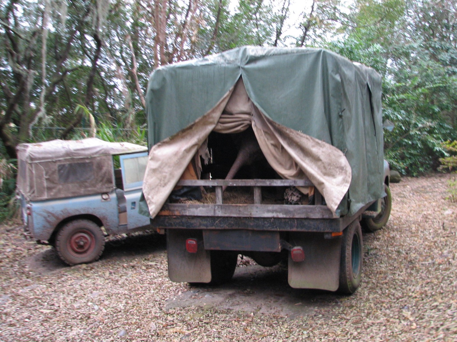 Kilimanjaro Safaris - Ride Finale Show Elements