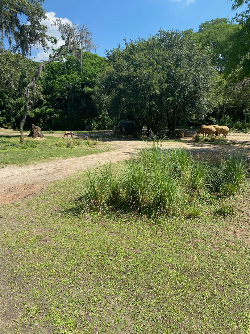 Kilimanjaro Safaris- Savannah East