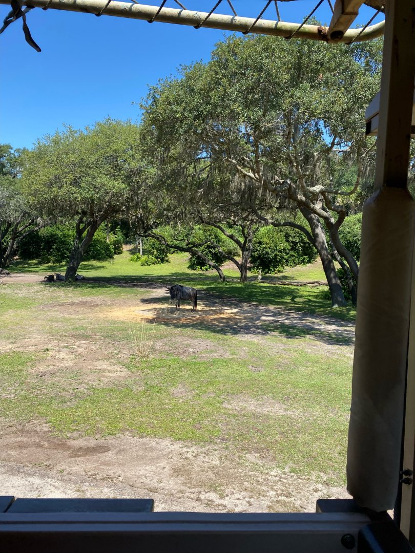 Kilimanjaro Safaris- Savannah West