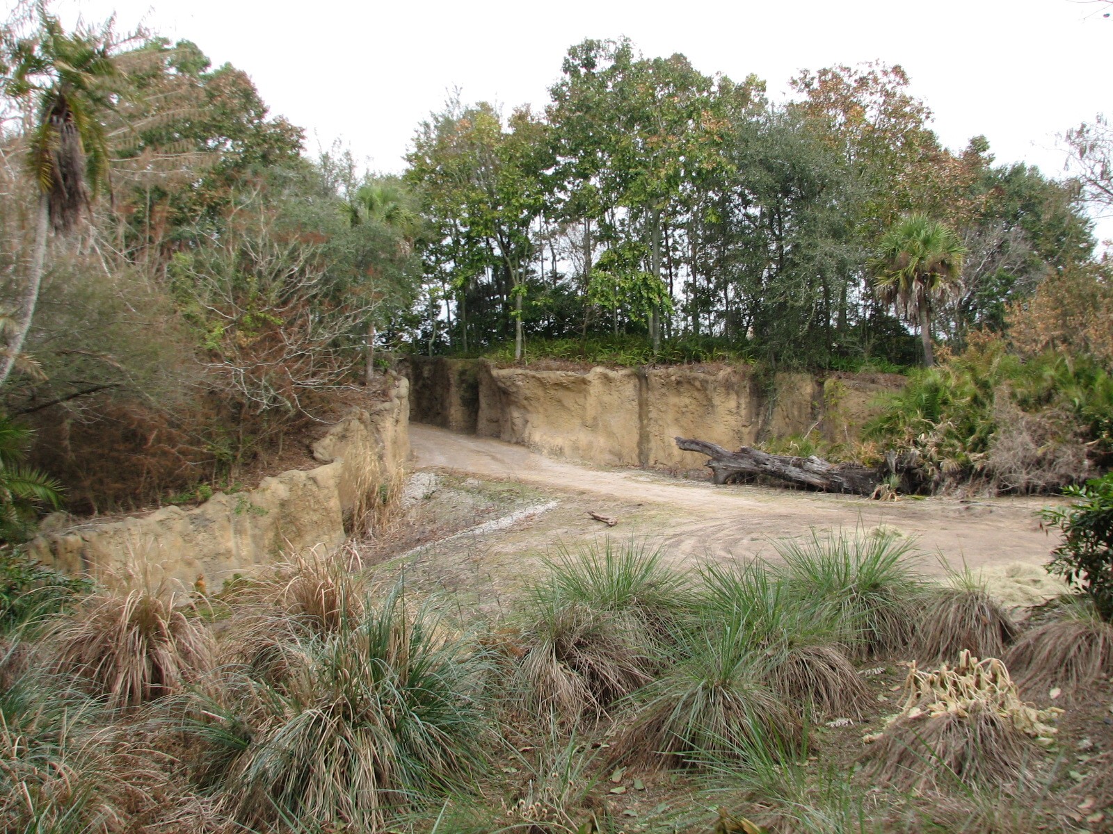 Kilimanjaro Safaris - Second African Elephant Exhibit