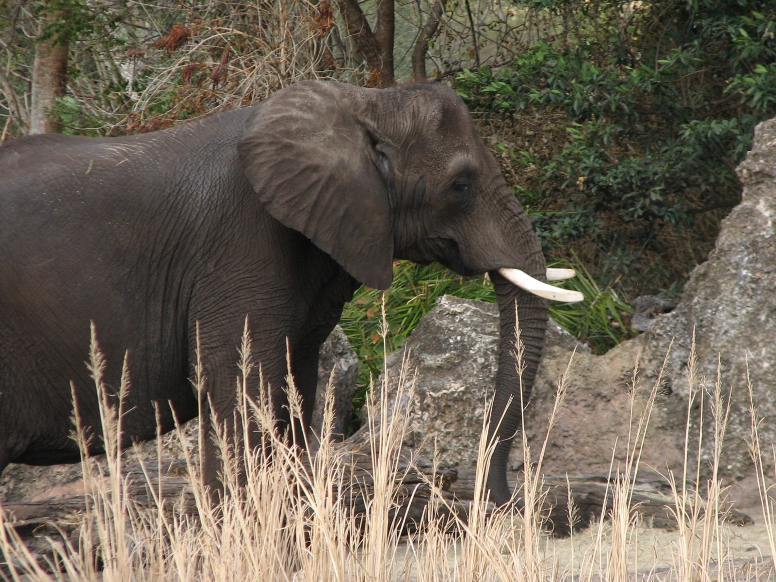 Kilimanjaro Safaris - Second African Elephant Exhibit