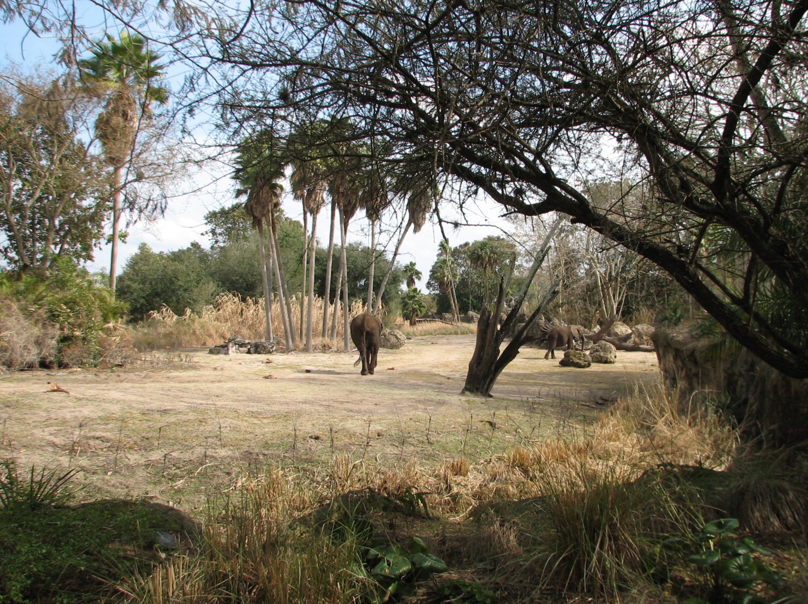 Kilimanjaro Safaris - Second African Elephant Exhibit