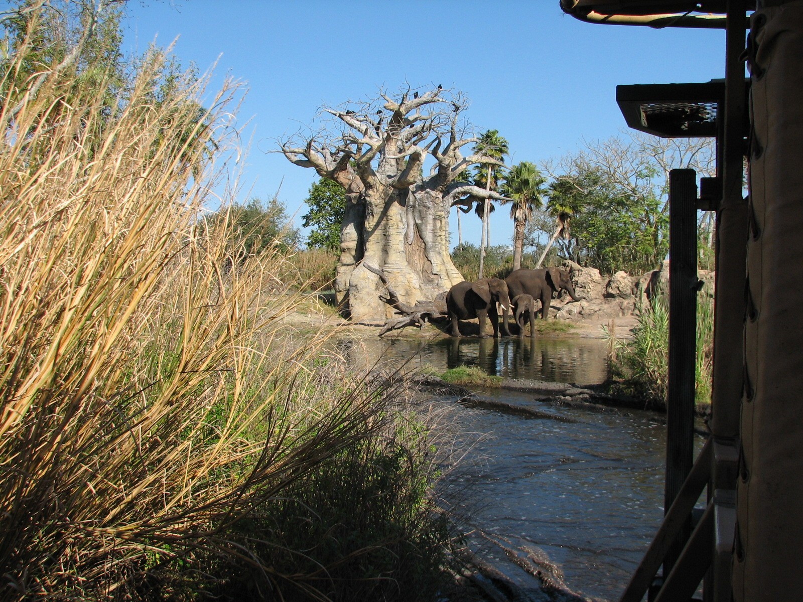 Kilimanjaro Safaris - Second African Elephant Exhibit