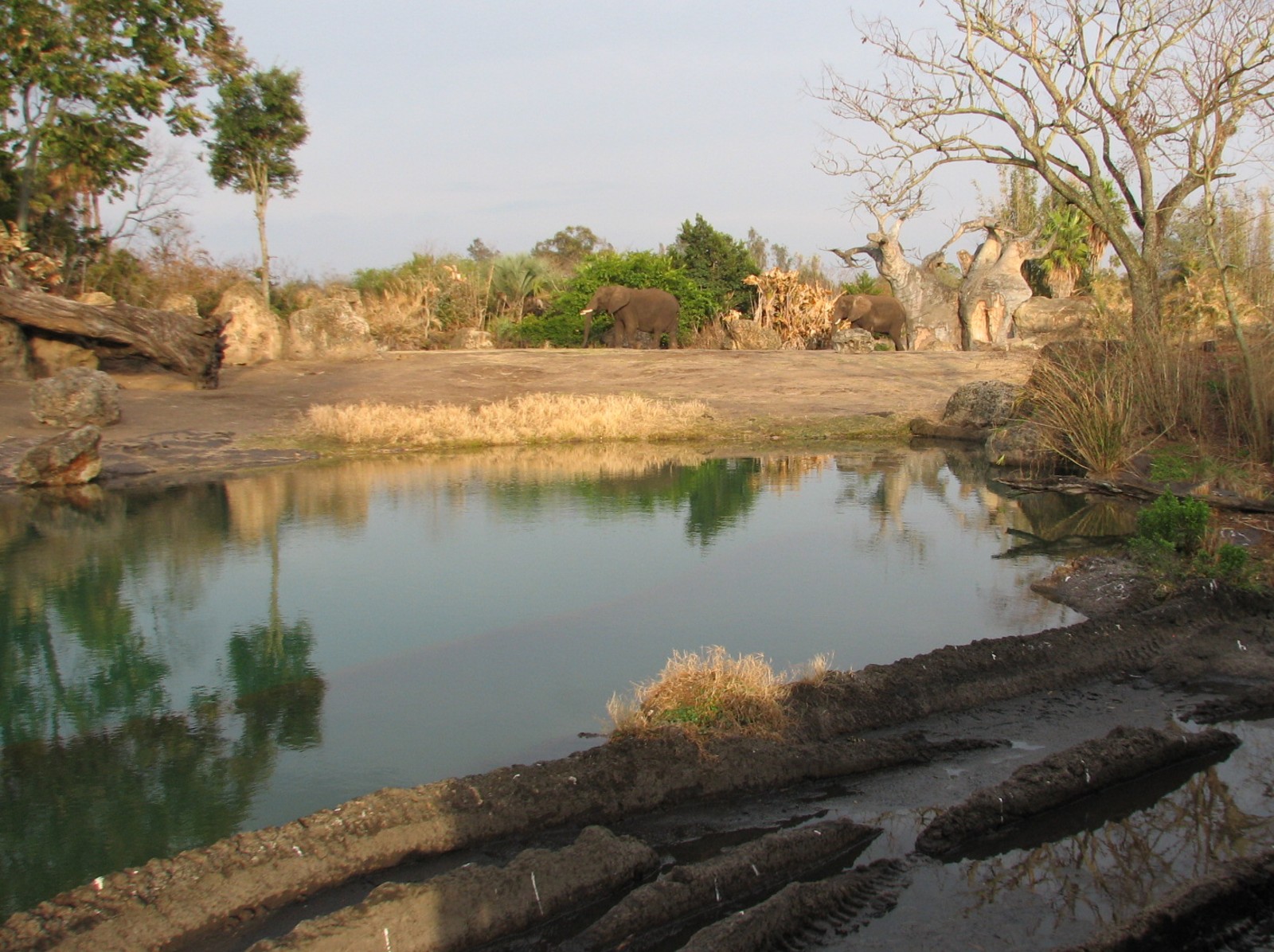 Kilimanjaro Safaris - Second African Elephant Exhibit