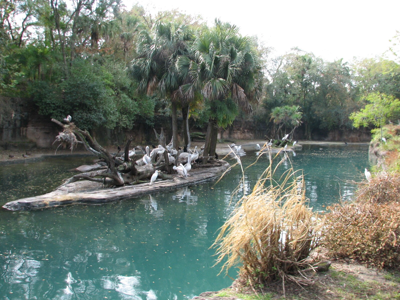 Kilimanjaro Safaris - Second Hippo Exhibit