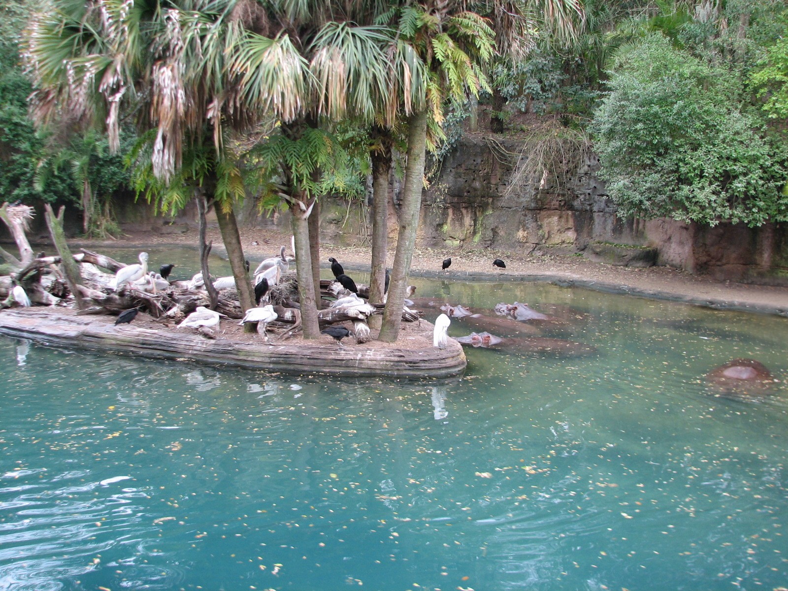 Kilimanjaro Safaris - Second Hippo Exhibit