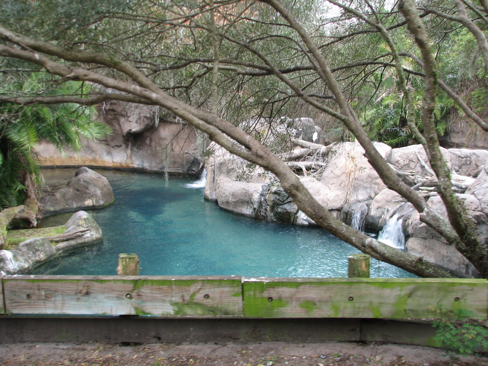 Kilimanjaro Safaris - Second Hippo Exhibit