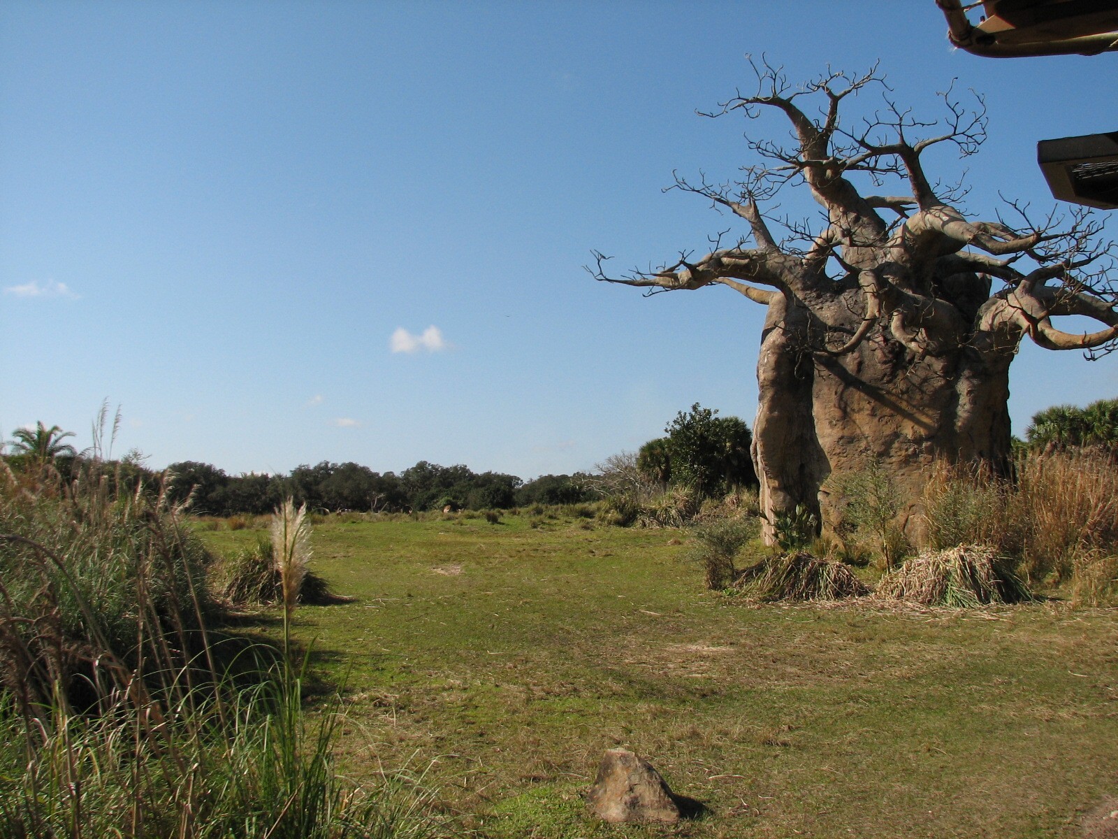 Kilimanjaro Safaris - Serengeti Savanna Exhibit Across from Second African
