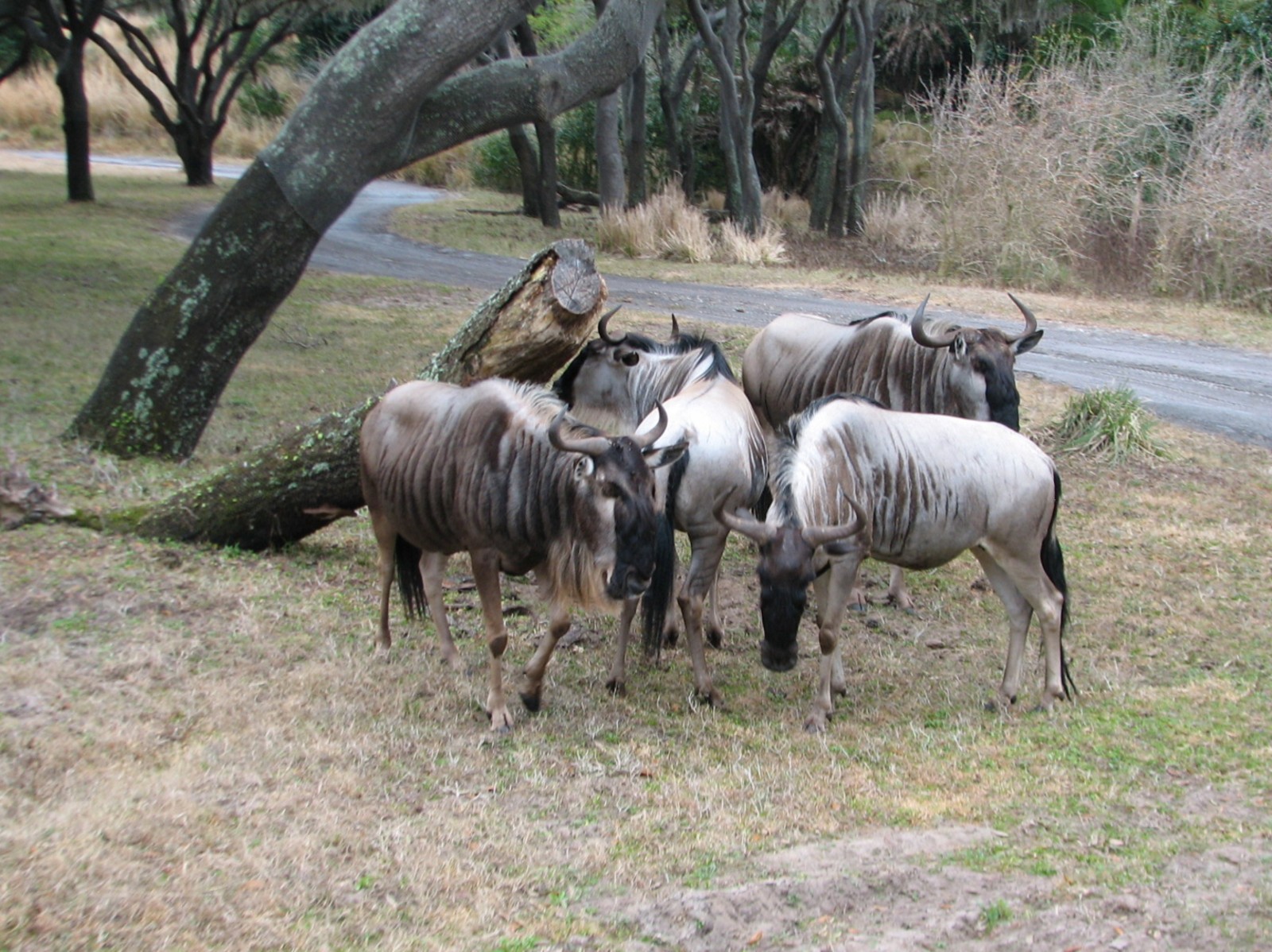 Kilimanjaro Safaris - Serengeti Savanna Exhibit - Blue Wildebeest