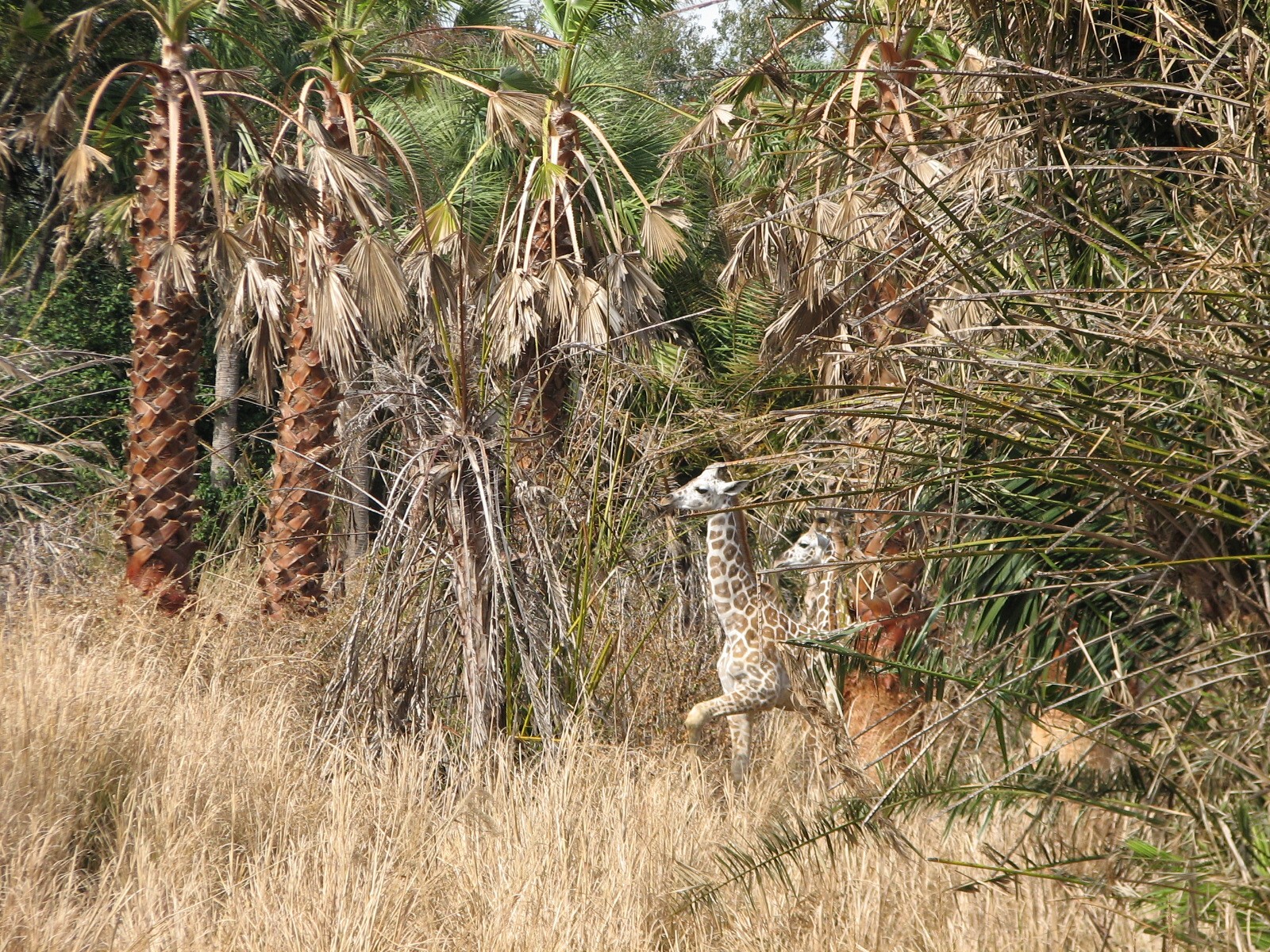 Kilimanjaro Safaris - Serengeti Savanna Exhibit - Reticulated Giraffe