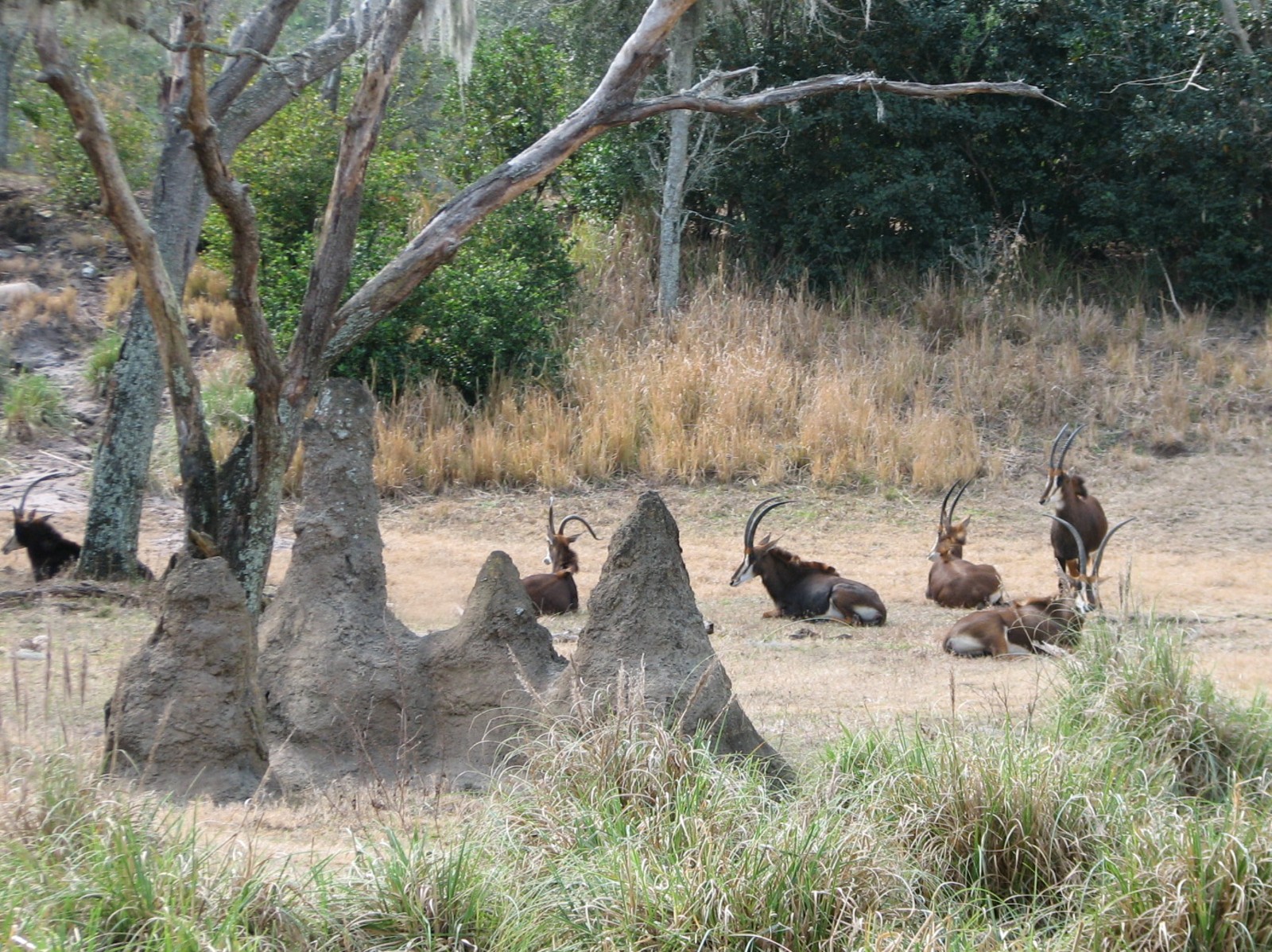 Kilimanjaro Safaris - Serengeti Savanna Exhibit - Sable Antelope
