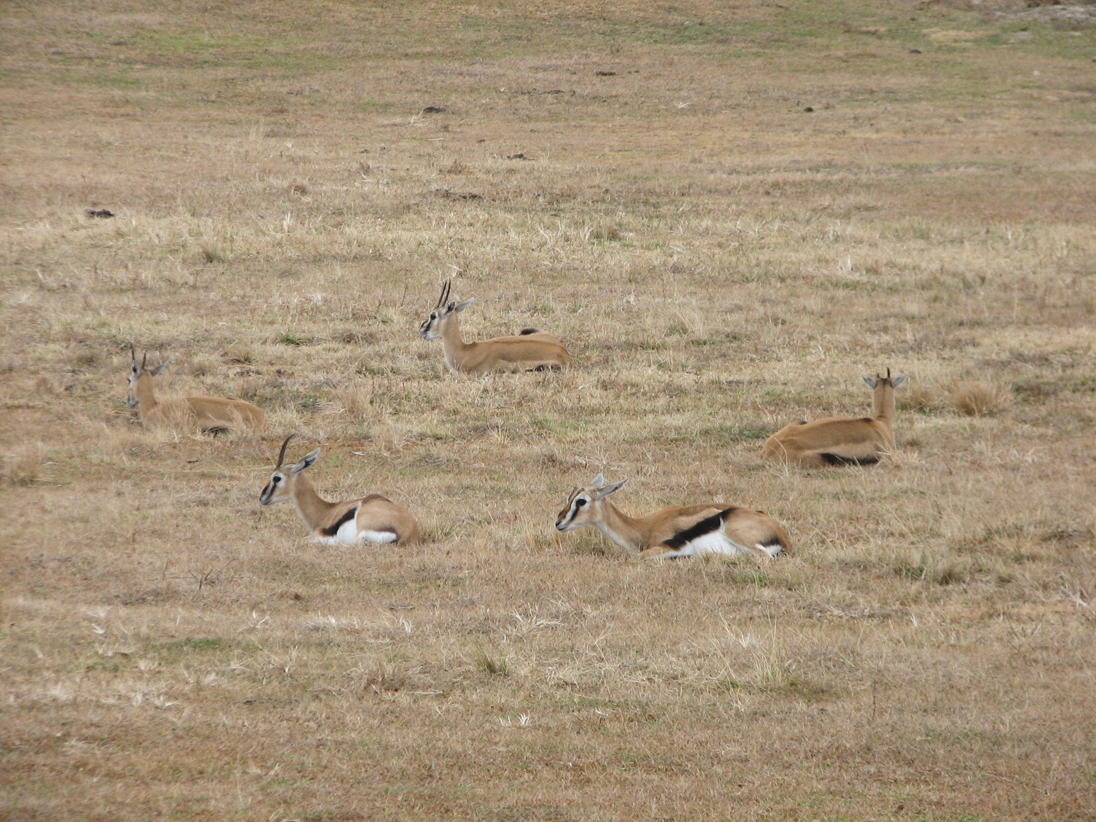 Kilimanjaro Safaris - Serengeti Savanna Exhibit - Thomsons Gazelle