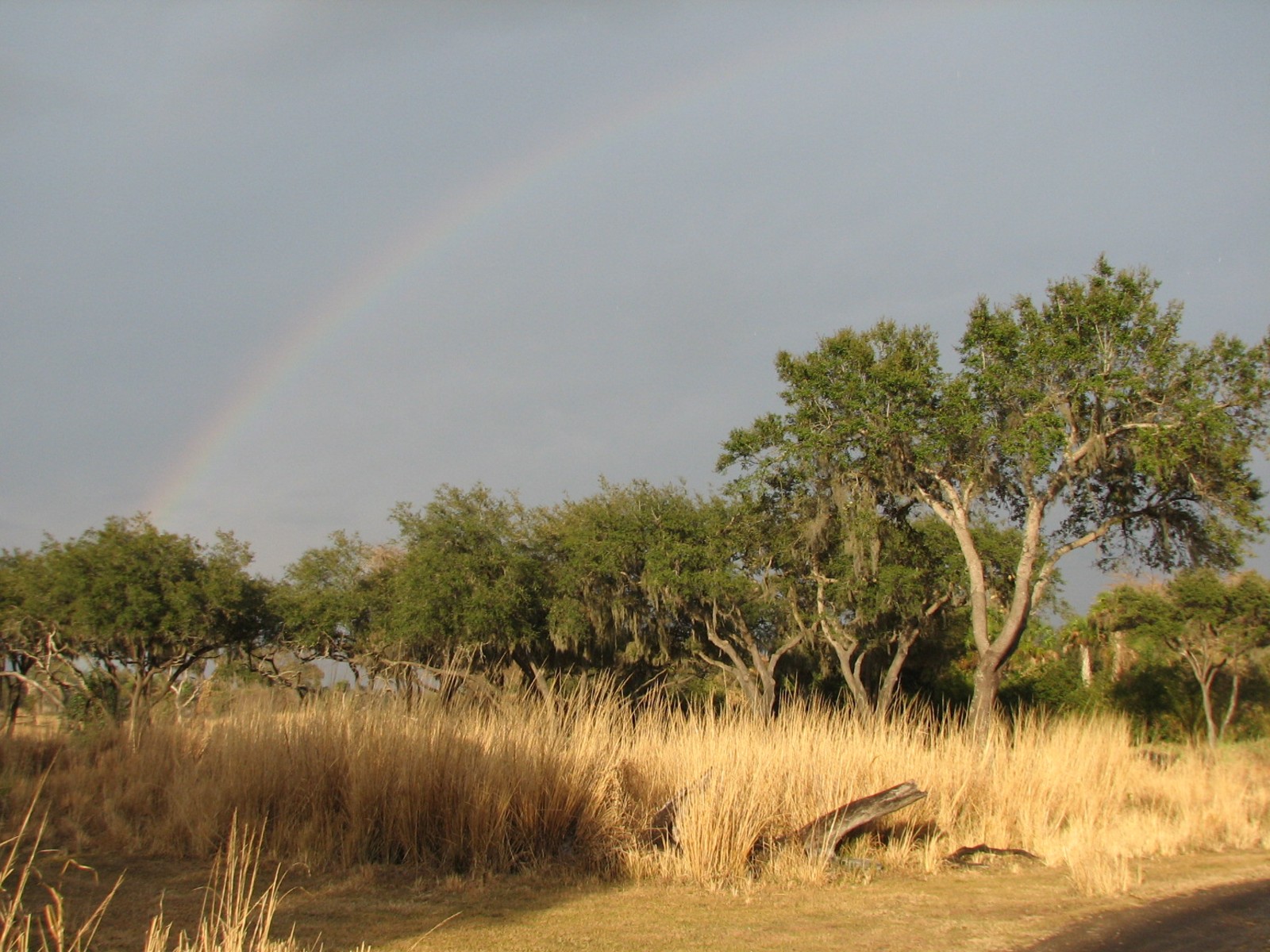 Kilimanjaro Safaris - Serengeti Savanna Exhibit